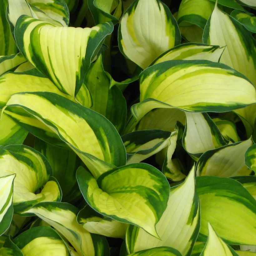Hosta Color Festival (Foliage)