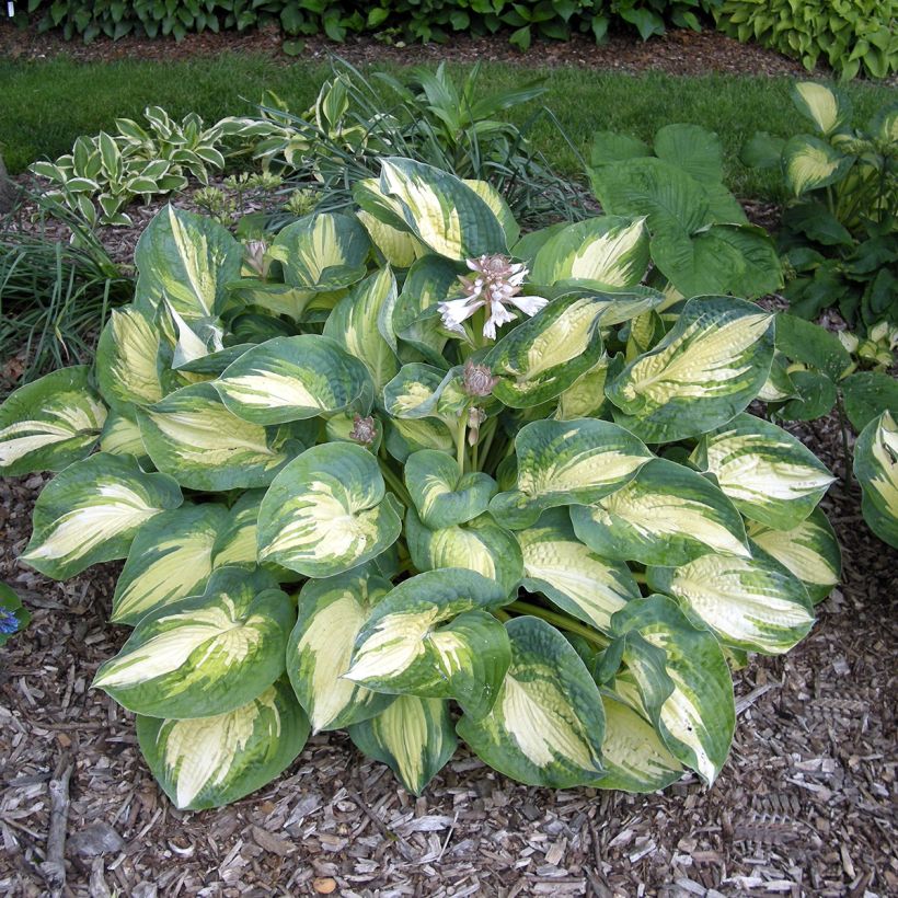 Hosta Great Expectations (Plant habit)