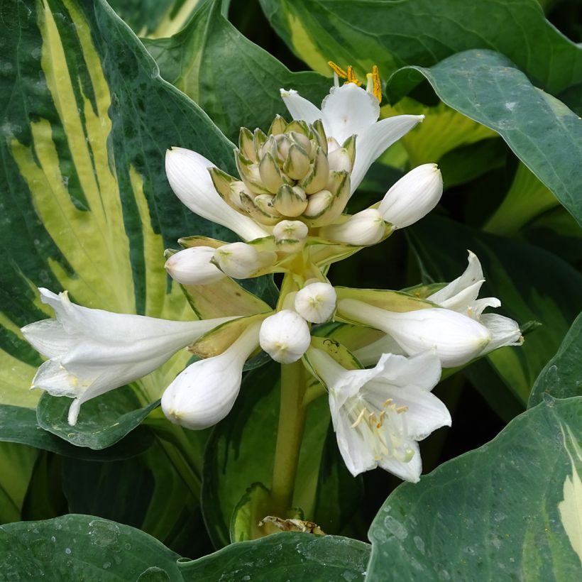 Hosta Great Expectations (Flowering)