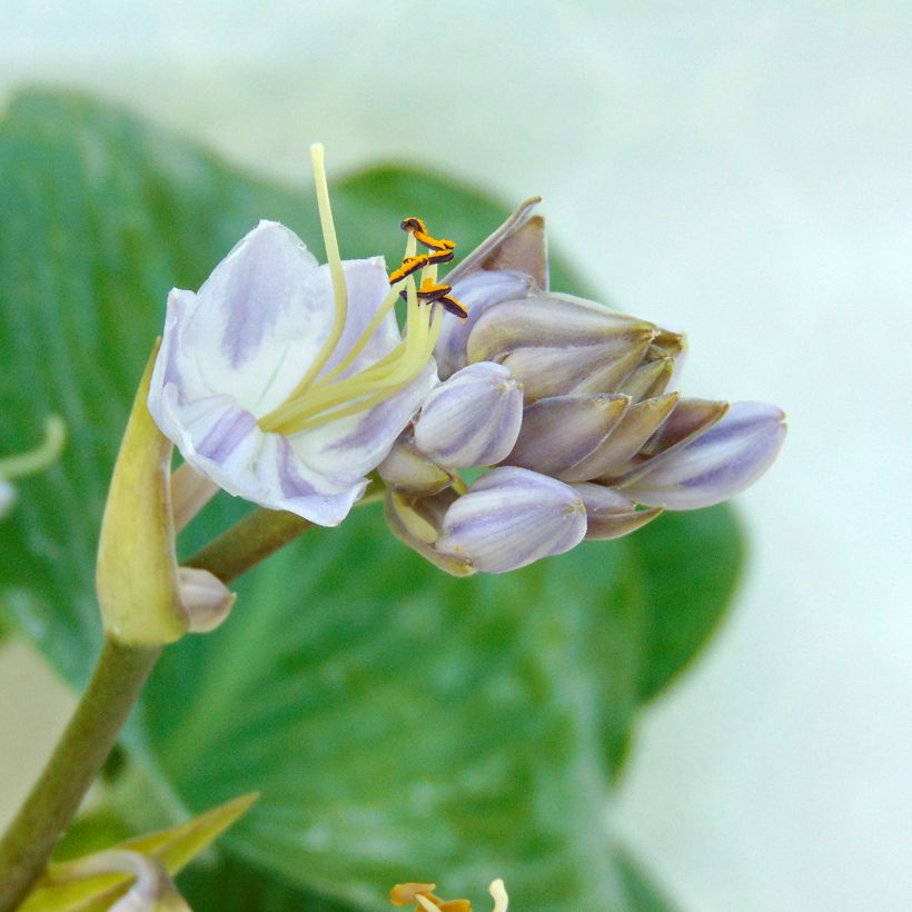 Hosta tardiana Halcyon - Hosta bleu (Flowering)