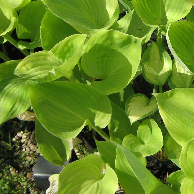 Hosta Sum of All (Foliage)