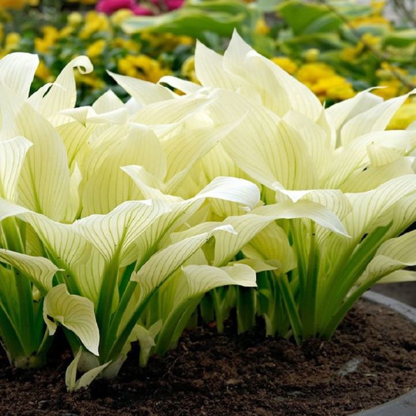 Hosta White Feather (Plant habit)