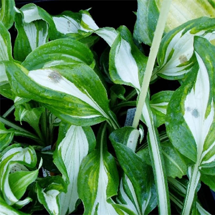 Hosta undulata var univittata (Foliage)