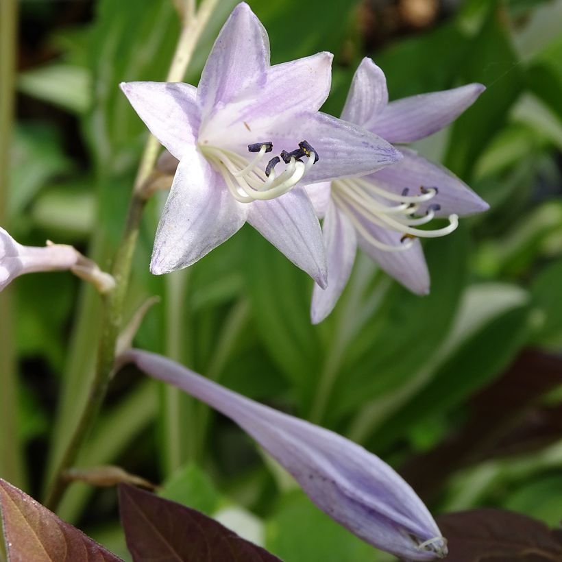 Hosta undulata var univittata (Flowering)