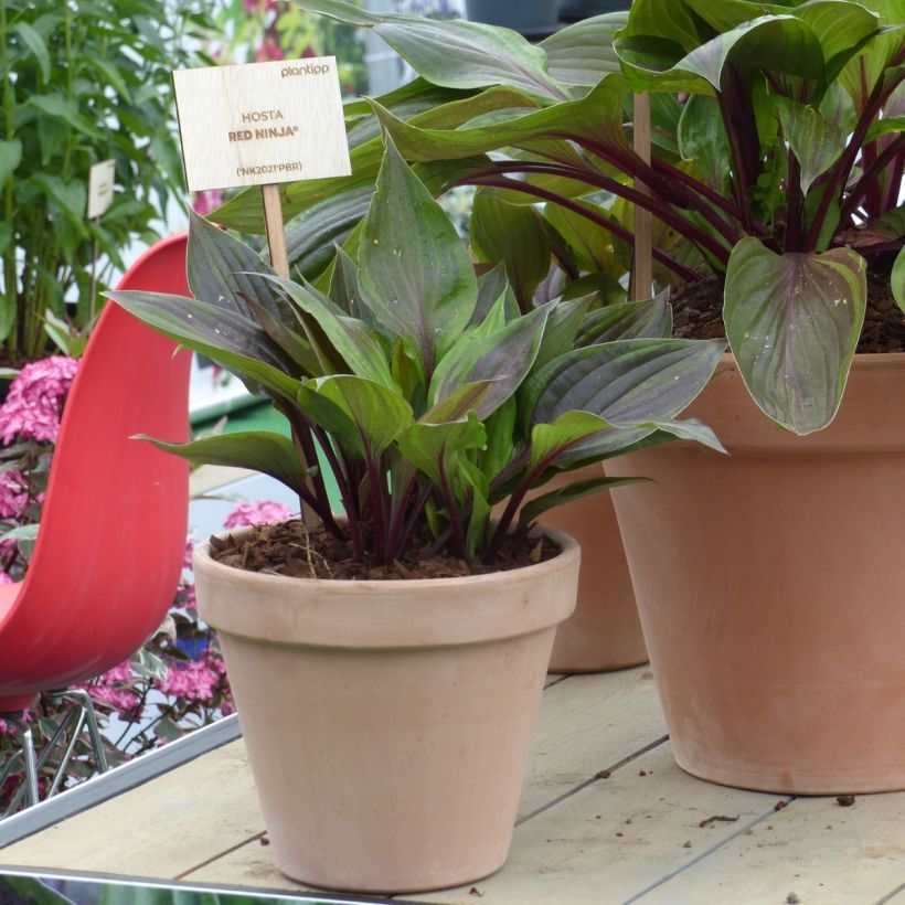 Hosta Red Ninja (Plant habit)
