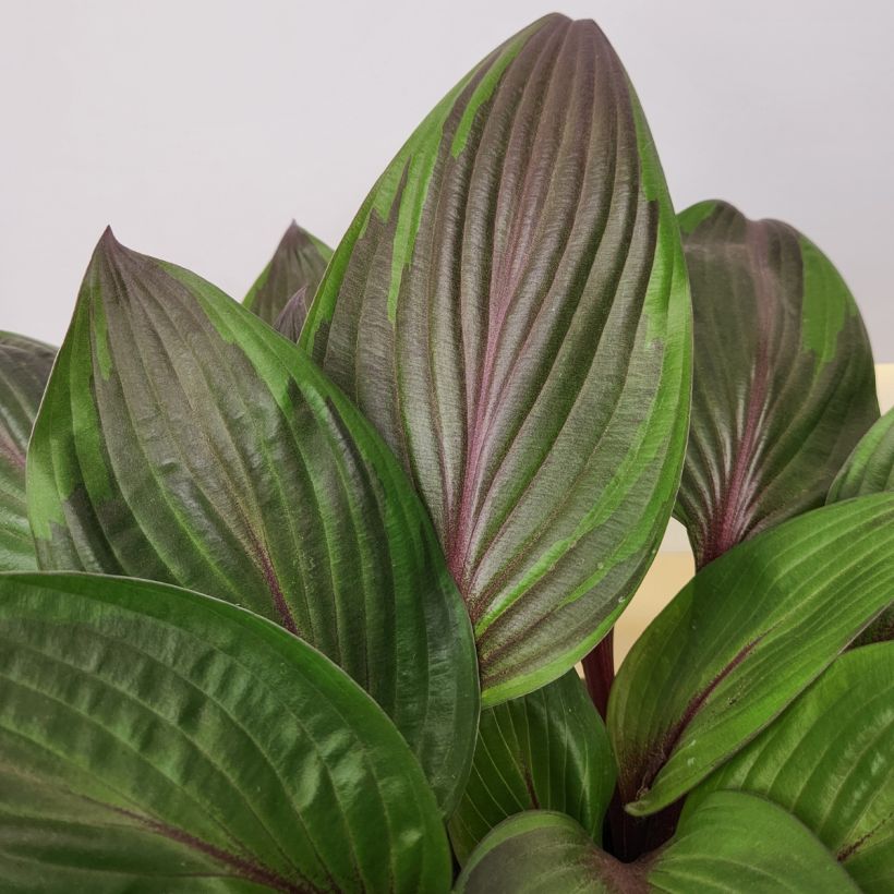 Hosta Red Ninja (Foliage)