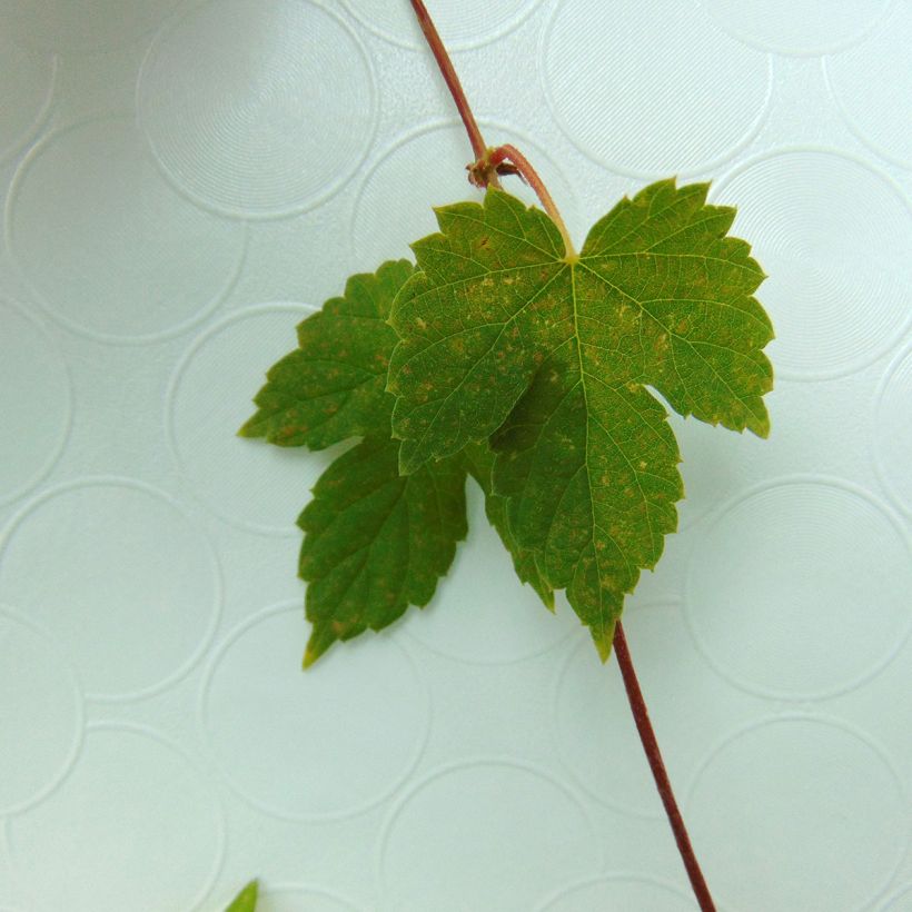 Houblon vert - Humulus lupulus Magnum (Foliage)