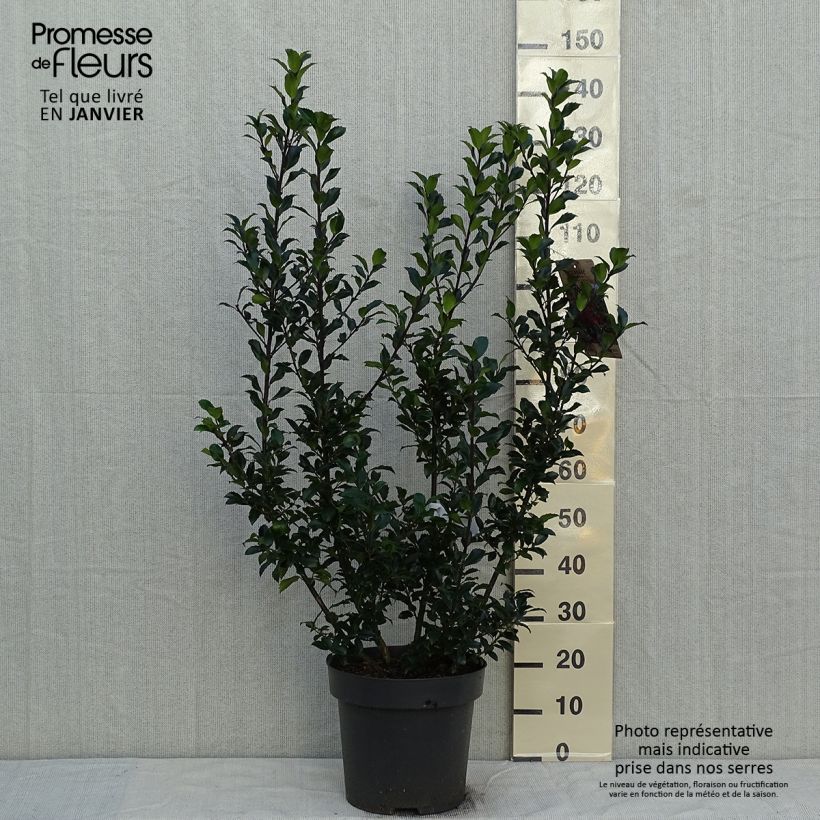 Example of Houx - Ilex (x) meserveae Mesid Pot de 12L/15L as you get in hiver