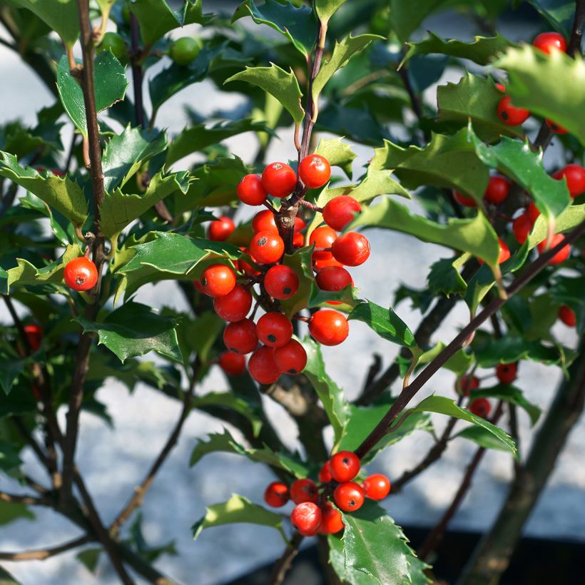 Houx américain - Ilex meserveae Blue Angel (Harvest)