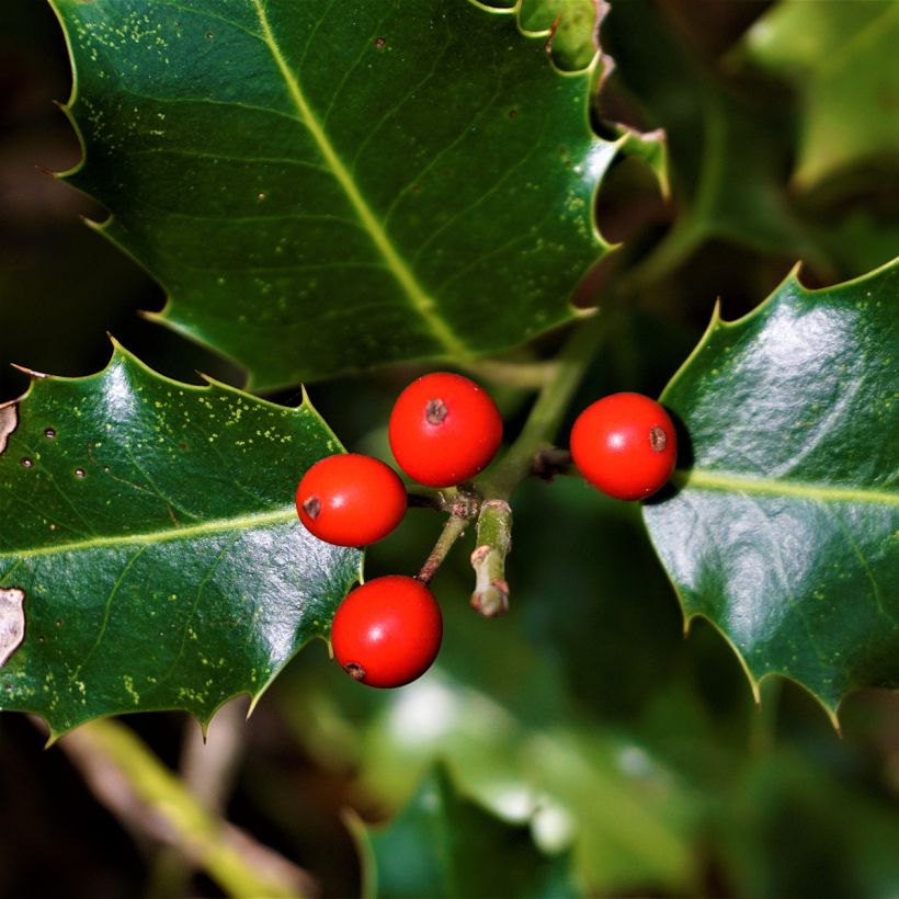Houx commun - Ilex aquifolium Alaska (Harvest)