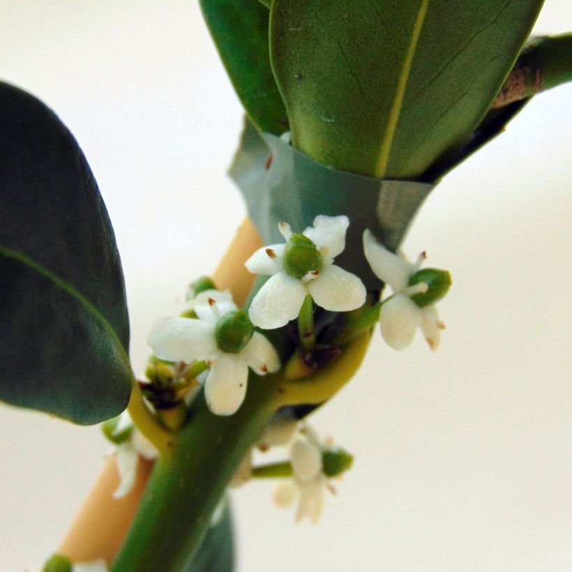 Houx commun - Ilex aquifolium JC Van Tol (Flowering)