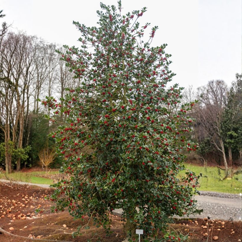 Houx commun - Ilex aquifolium (Plant habit)