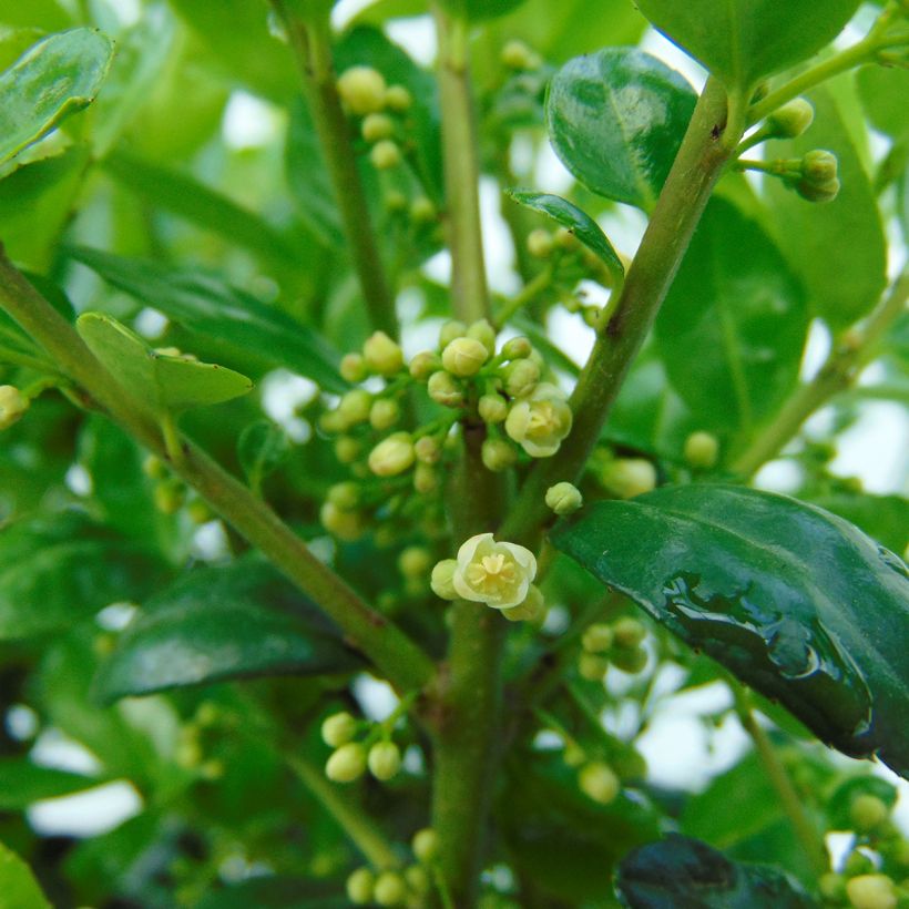 Houx crénelé - Ilex crenata Dark Green  (Flowering)