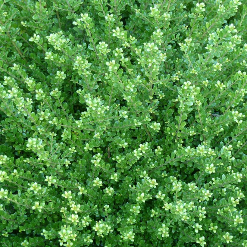 Houx crénelé - Ilex crenata Glorie Dwarf (Foliage)