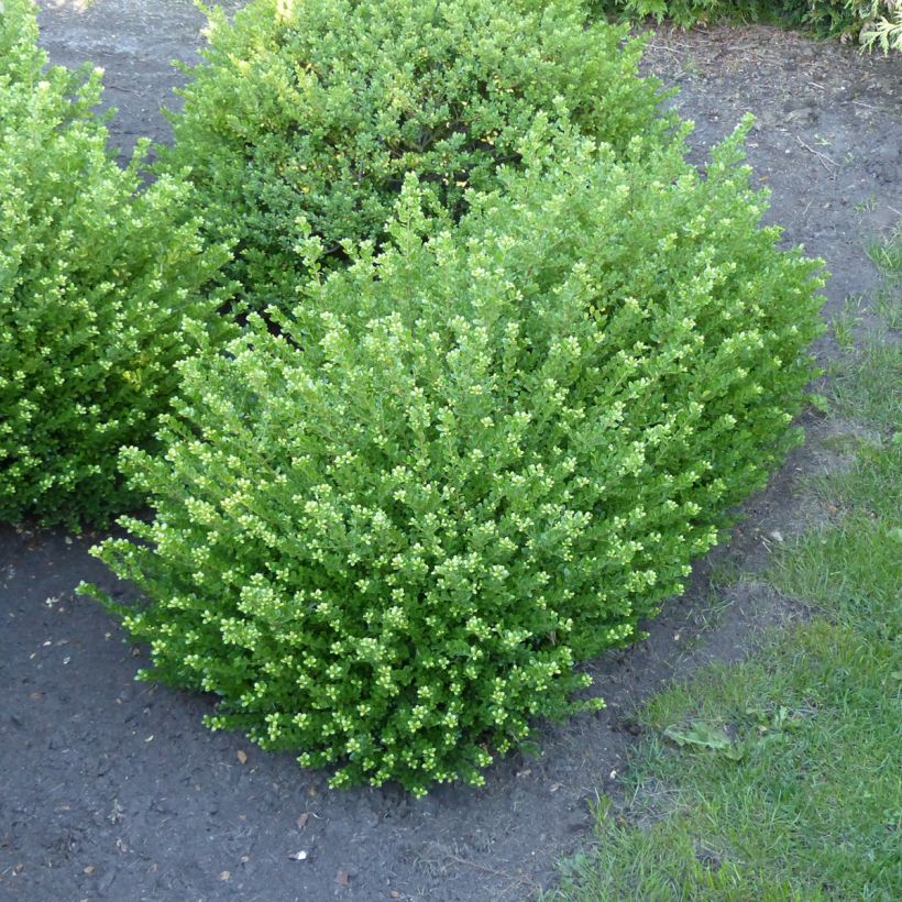 Houx crénelé - Ilex crenata Glorie Dwarf (Plant habit)