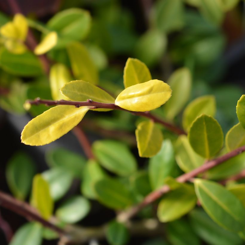 Houx crénelé - Ilex crenata Golden Gem (Foliage)