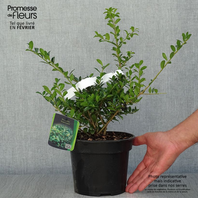 Example of Houx crénelé - Ilex crenata Green Lustre Pot de 2L/3L as you get in automne