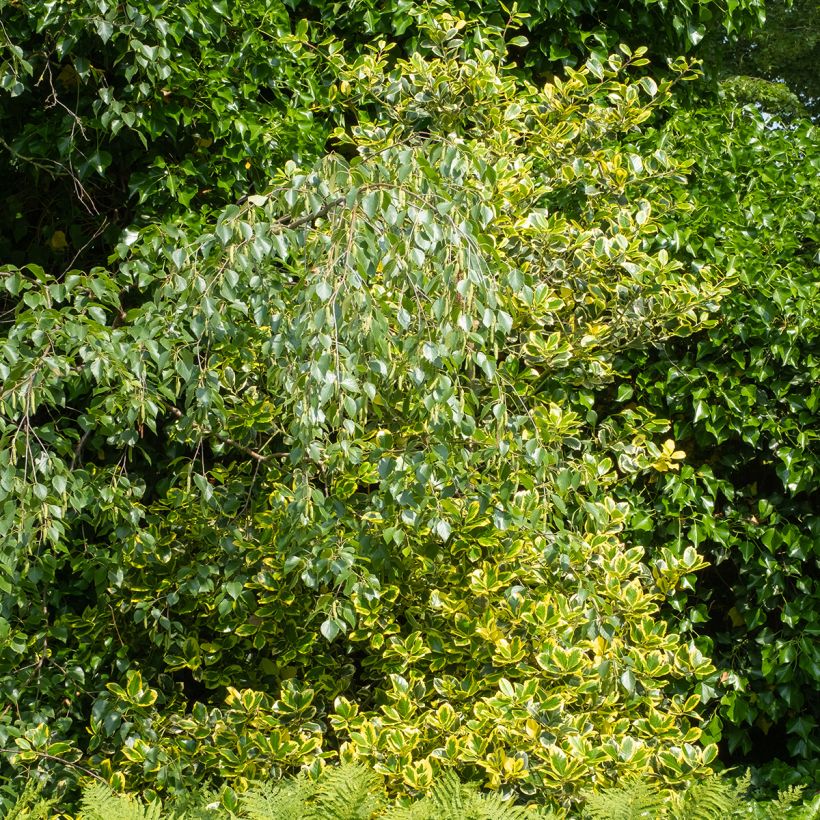 Houx panaché - Ilex Golden King (Plant habit)