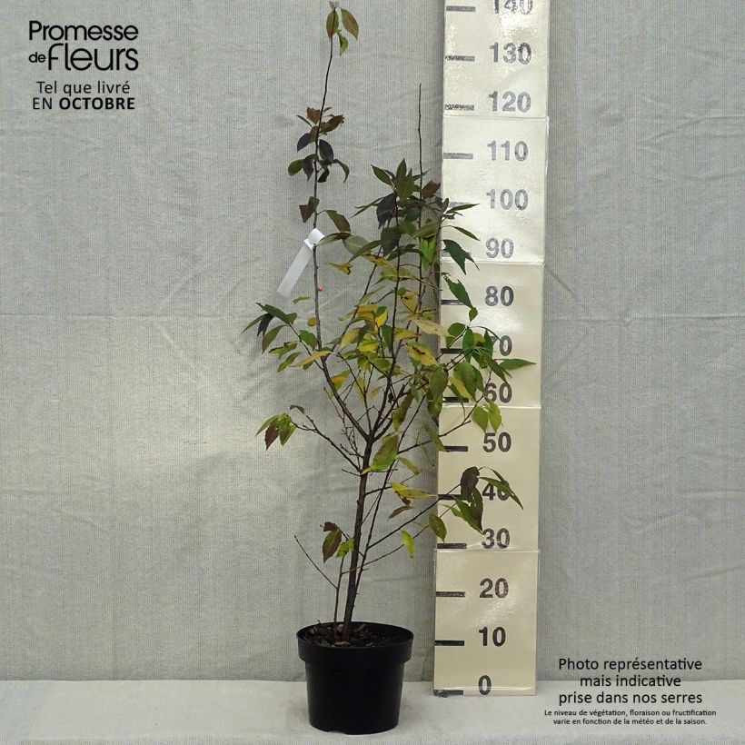 Example of Houx verticillé femelle Magical Daydream - Ilex verticillata Pot de 4L/5L as you get in automne