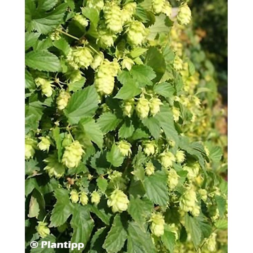 Houblon - Humulus lupulus Prima Donna (Flowering)