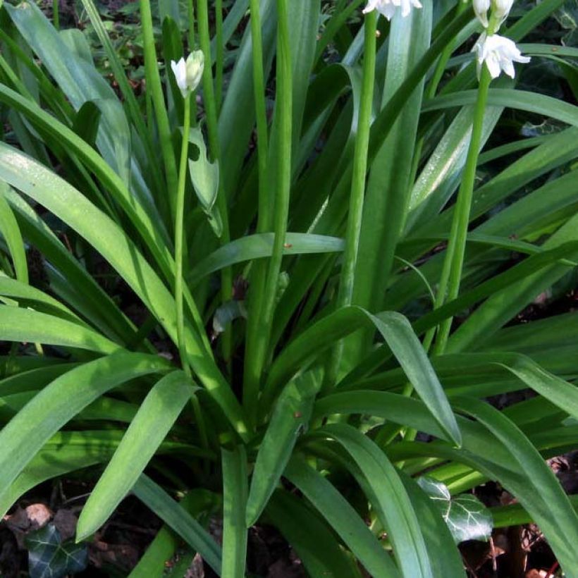 Hyacinthoides non scripta Alba - Scille nutans Blanche (Foliage)