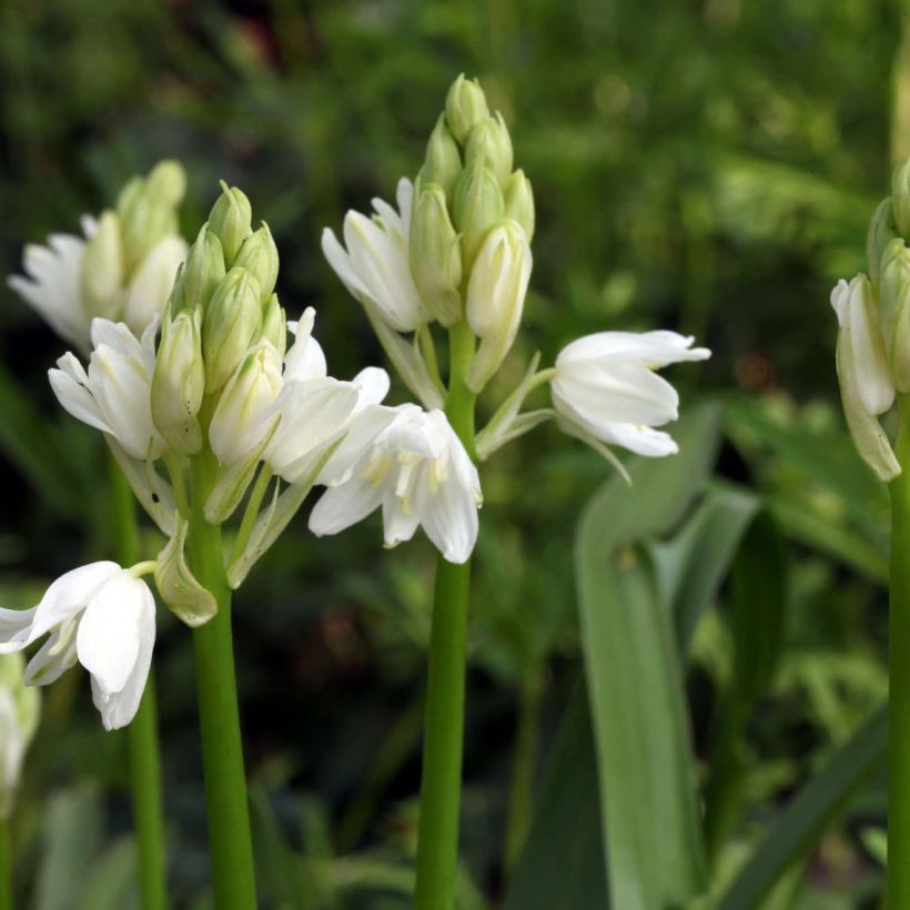 Hyacinthoides non scripta Alba - Scille nutans Blanche (Flowering)