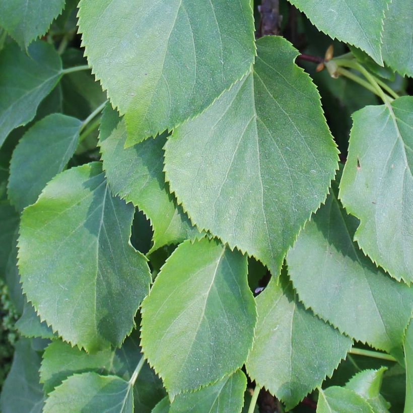 Hydrangea anomala Crug Coral - Hortensia grimpant (Foliage)
