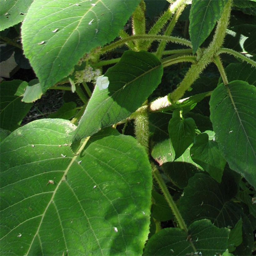 Hortensia - Hydrangea aspera Anthony Bullivant (Foliage)