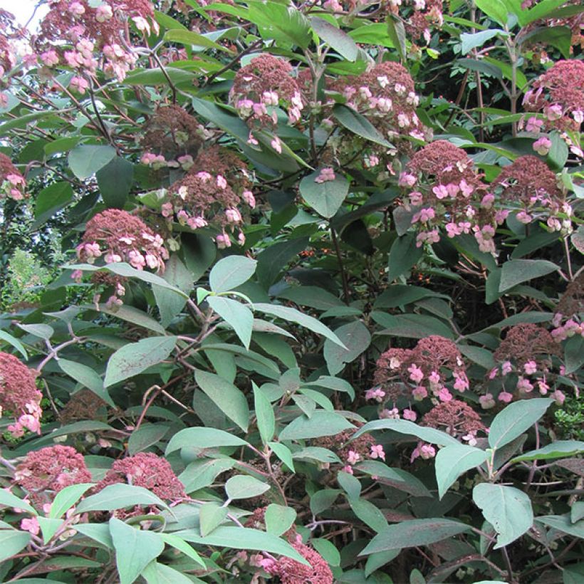 Hortensia - Hydrangea aspera Anthony Bullivant (Flowering)
