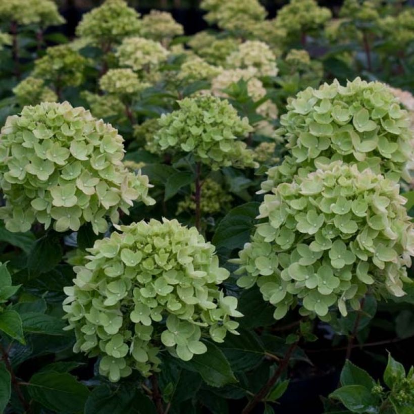 Hydrangea paniculata Little Lime - Hortensia paniculé (Flowering)