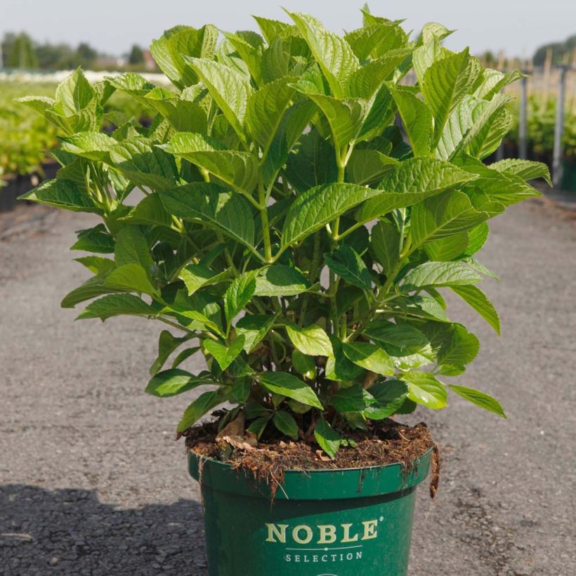 Hortensia macrophylla Belle Séduction (Plant habit)