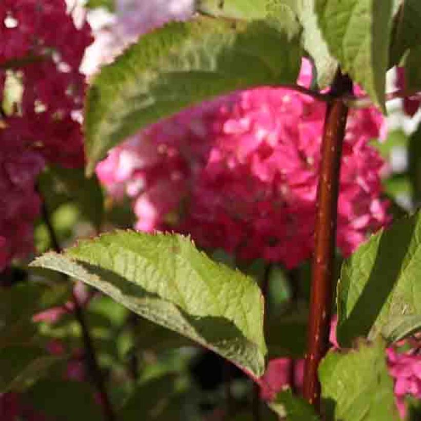 Hydrangea paniculata Fraise Melba - Hortensia paniculé (Foliage)