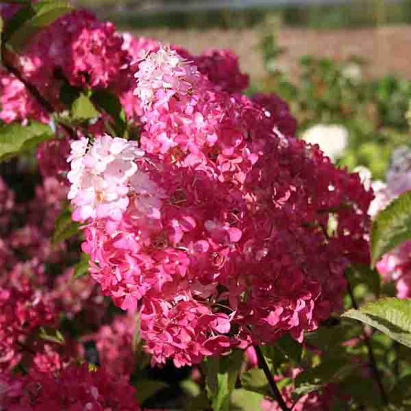 Hydrangea paniculata Fraise Melba - Hortensia paniculé (Flowering)