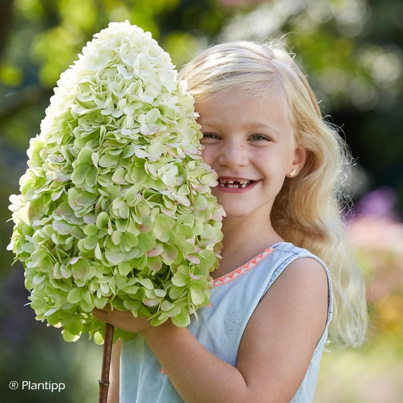 Hydrangea paniculata Hercules - Hortensia paniculé (Flowering)