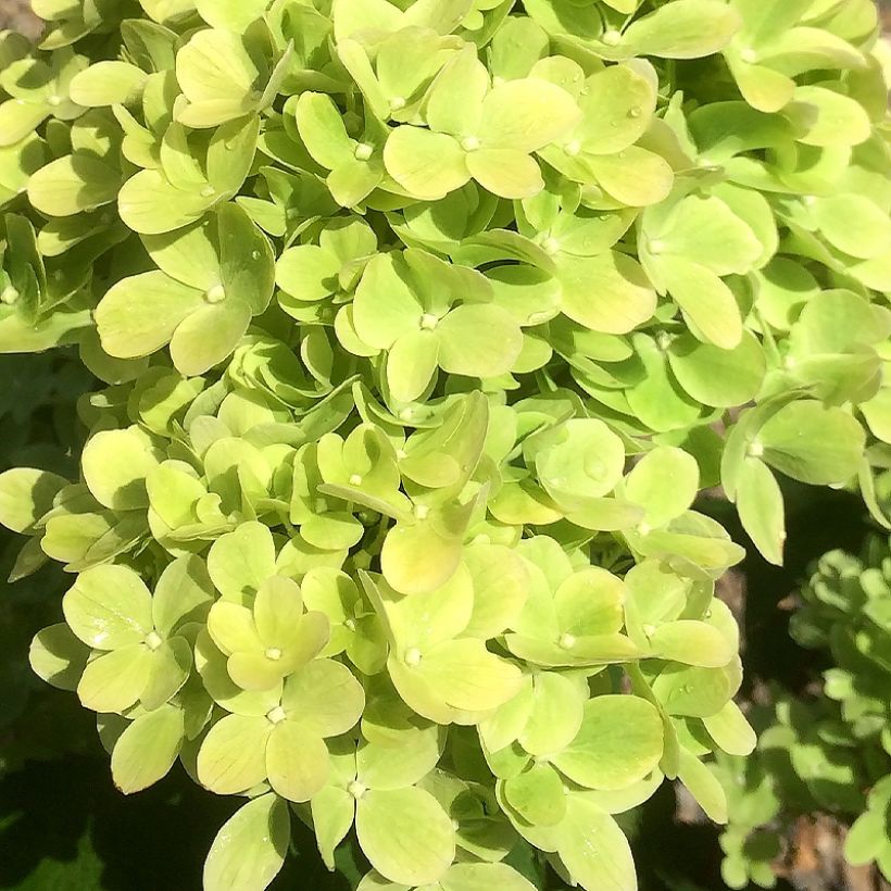 Hydrangea paniculata Mojito - Hortensia paniculé (Flowering)