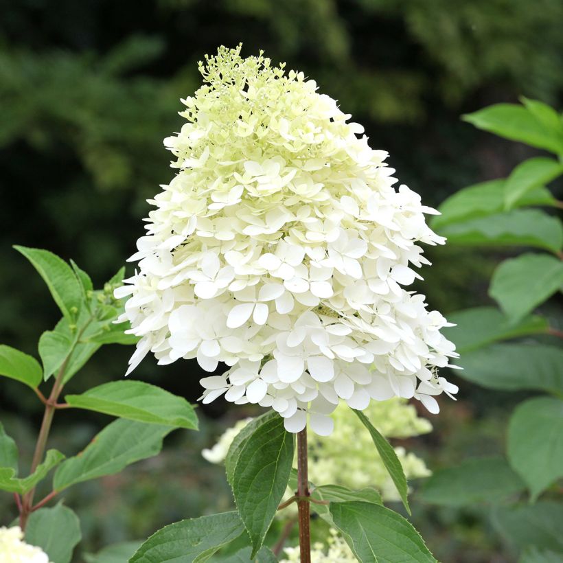 Hydrangea paniculata Phantom - Hortensia paniculé (Flowering)
