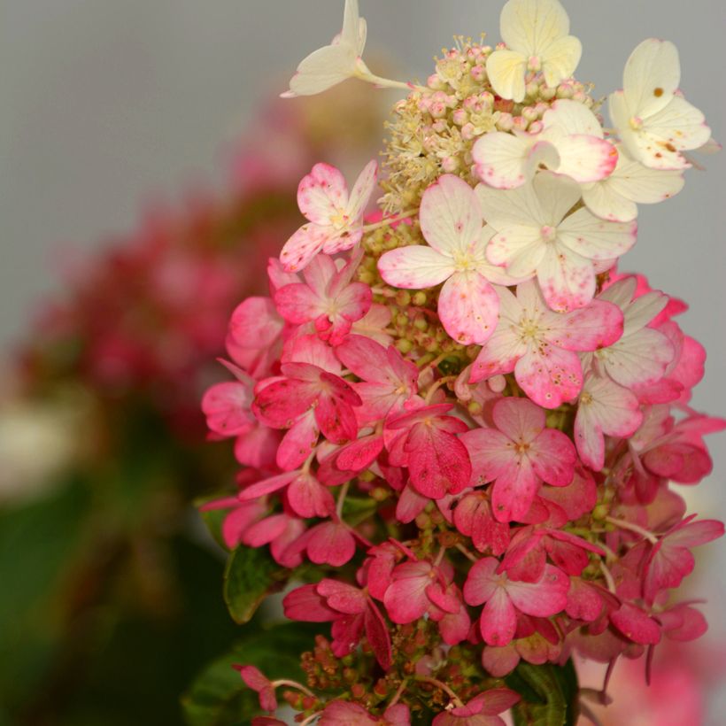 Hydrangea paniculata Pinky Winky - Hortensia paniculé (Flowering)