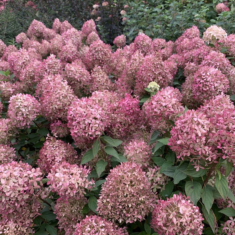 Hydrangea paniculata Pixio - Hortensia paniculé nain (Flowering)