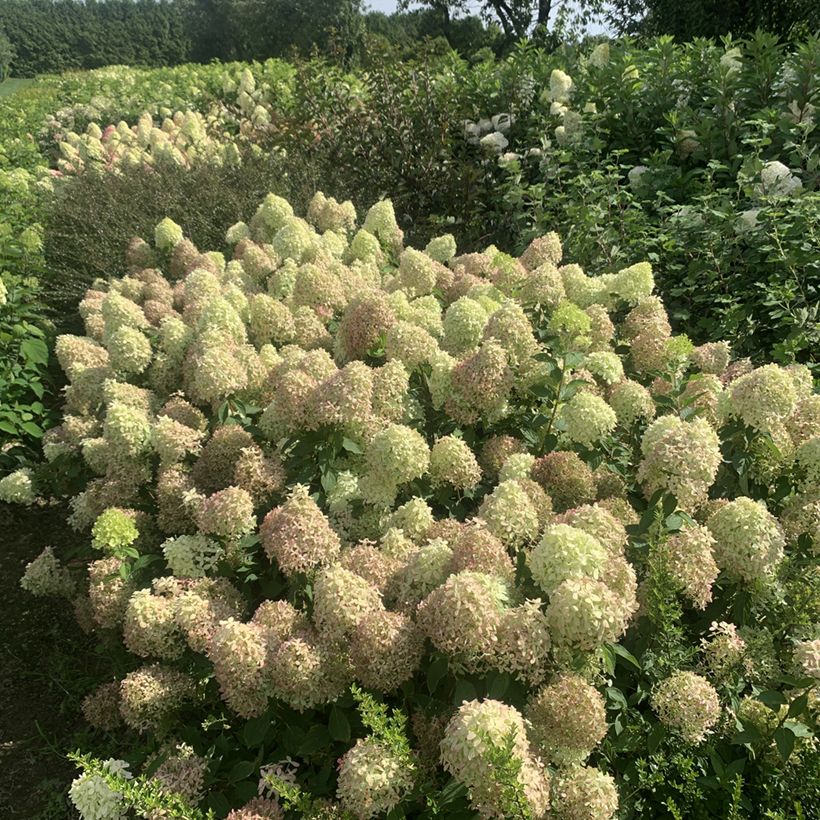 Hydrangea paniculata Pixio - Hortensia paniculé nain (Plant habit)