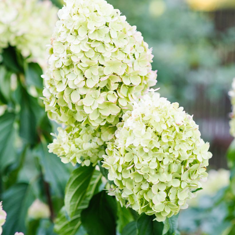 Hydrangea paniculata Polar Bear - Hortensia paniculé (Flowering)