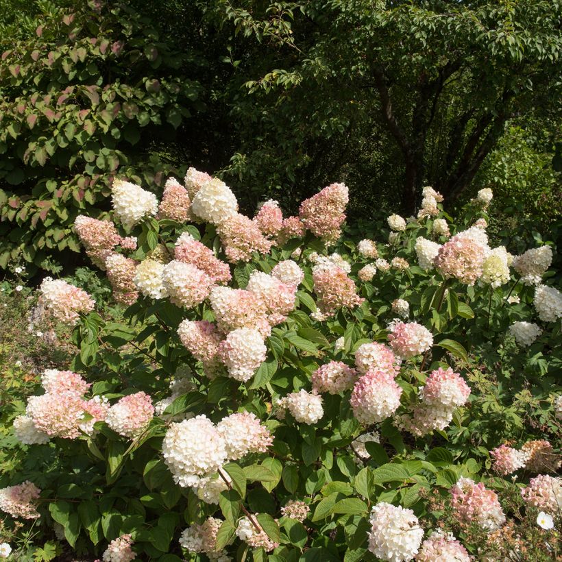 Hydrangea paniculata Silver Dollar - Hortensia paniculé (Plant habit)