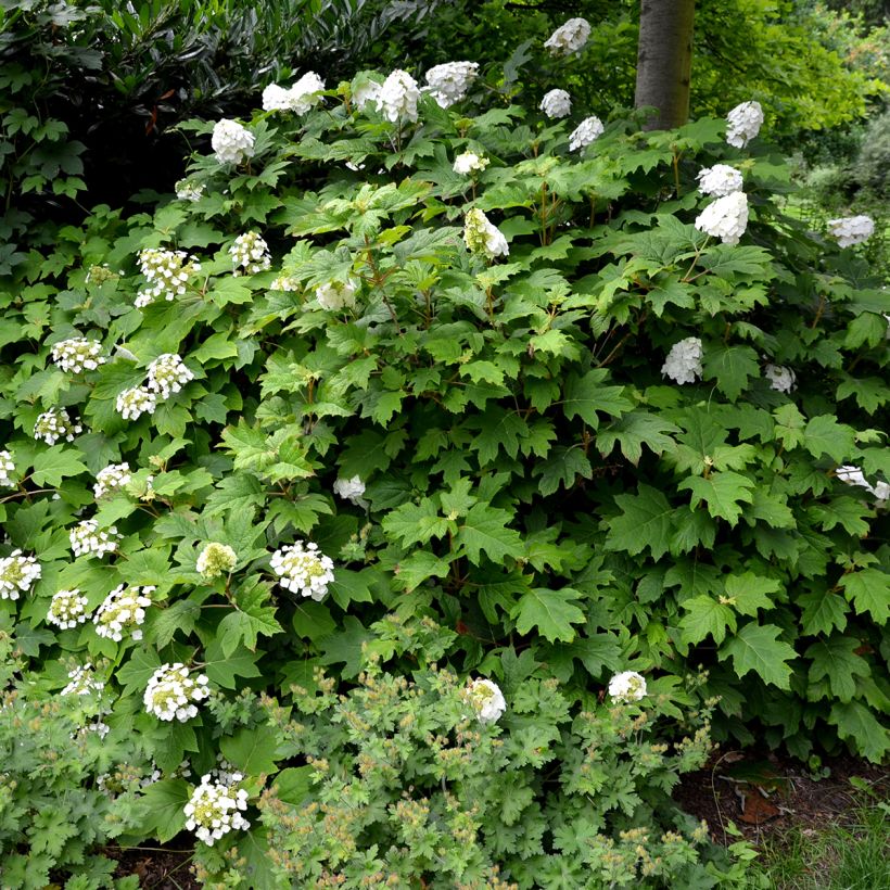 Hydrangea quercifolia Snow Queen - Hortensia à feuilles de chêne (Plant habit)