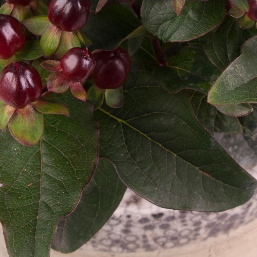 Millepertuis Miracle Night - Hypericum (Foliage)