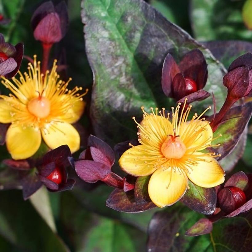 Millepertuis Miracle Night - Hypericum (Flowering)