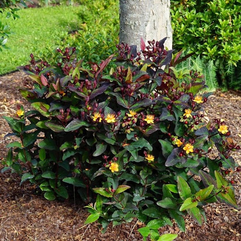 Millepertuis Miracle Night - Hypericum (Plant habit)