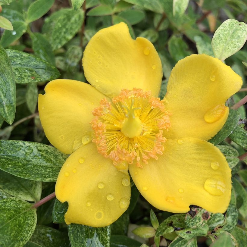 Hypericum Radiance - Millepertuis hybride panaché (Flowering)