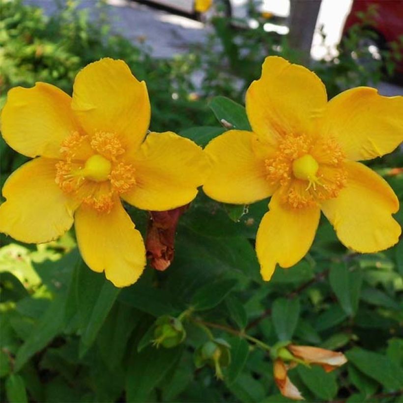 Hypericum - Millepertuis Hidcote (Flowering)