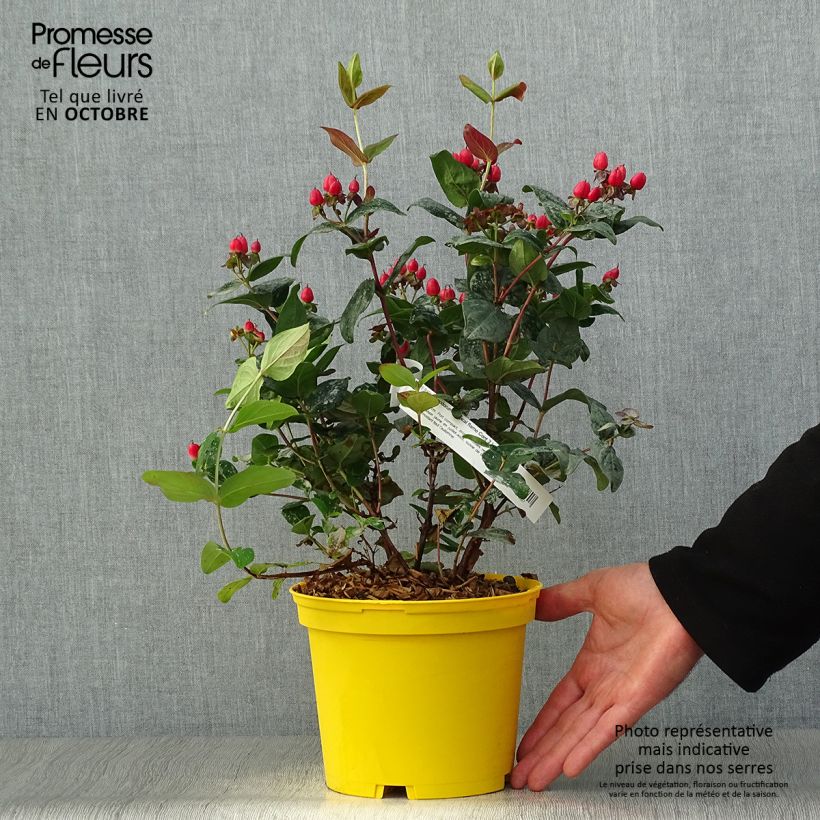 Example of Hypericum inodorum Magical Red Flame - Millepertuis Pot de 2L/3L as you get in automne