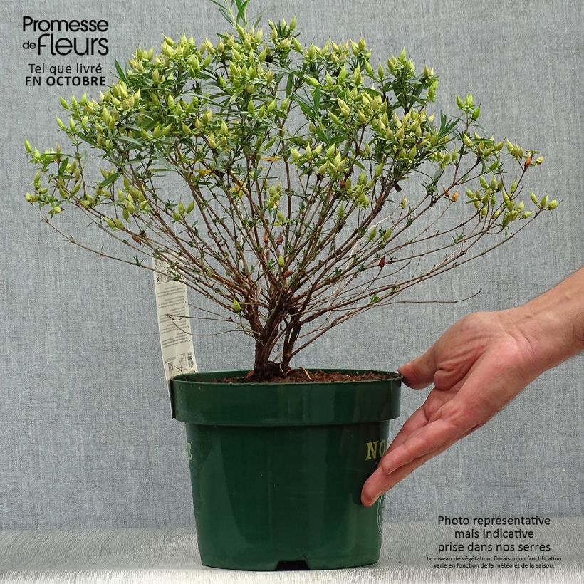 Example of Hypericum kalmianum Blue Velvet - Millepertuis Pot de 2L/3L as you get in automne