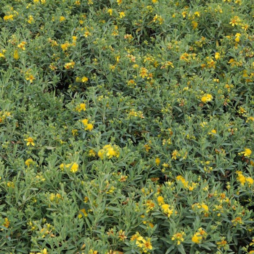 Hypericum kalmianum Blue Velvet - Millepertuis (Foliage)